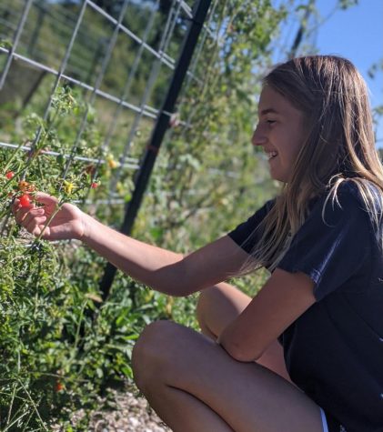 Girl Scout Gives Back by Growing Greens
