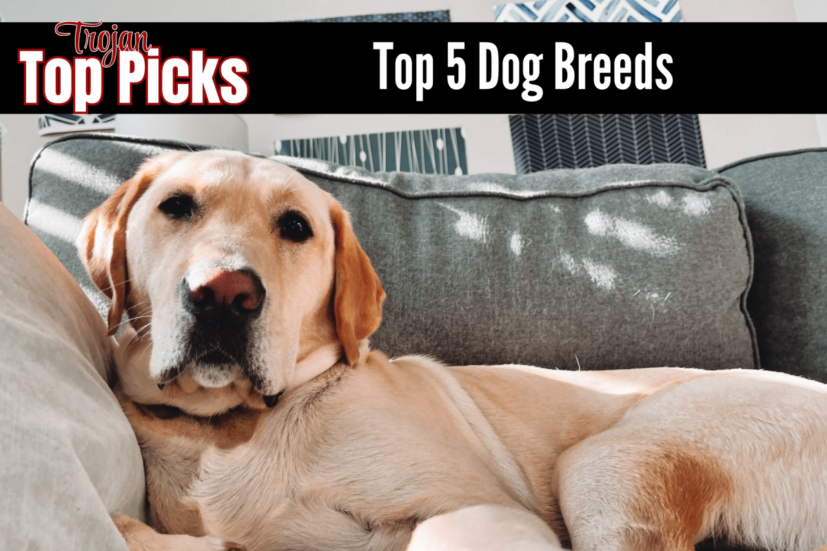 Top 5 Dog Breeds